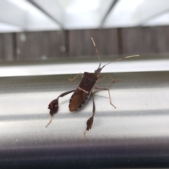 Leptoglossus concolor image