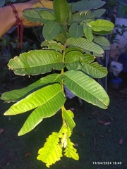 Psidium guajava image