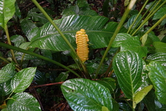 Calathea crotalifera image
