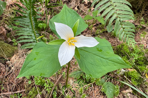 Observations by mjonwhidbey · iNaturalist