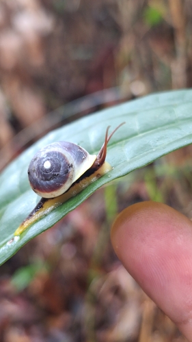 Helicina variabilis