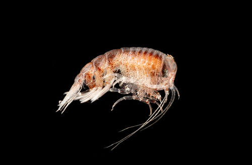 Themisto pacifica
