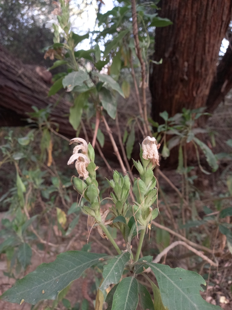 Justicia From G Pj Pmp Sanjay Van Park Sanjay Van New Mehrauli Road Qutab Institutional Area