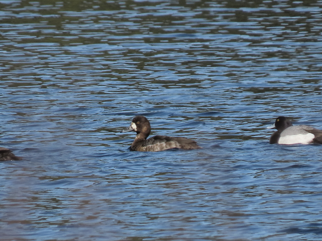 Lesser Scaup from Kitwanga, BC V0J 2A0, Canada on April 19, 2024 at 12: ...