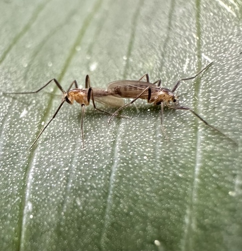 Chasmatonotus hyalinus