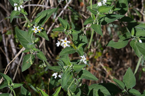 tall nightshade