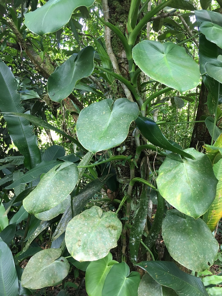 ashwagandha plants Ashwagandha