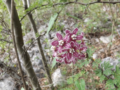 soft twinevine (Funastrum torreyi)