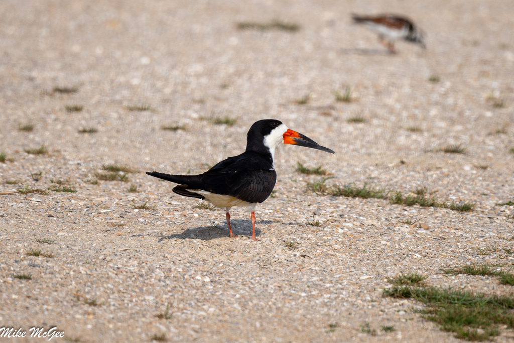 Black Skimmer from Texas City Dike, Dike Rd, Texas City, TX 77590, USA