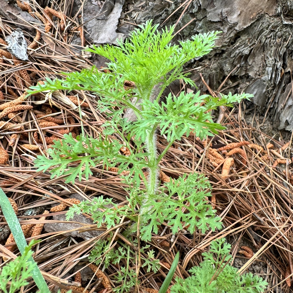 dogfennel from I95 N, Fayetteville, NC, US on April 20, 2024 at 1138