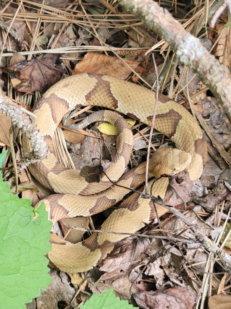 Eastern Copperhead from Creekside Park, The Woodlands, TX, USA on April ...