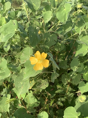 Abutilon mauritianum