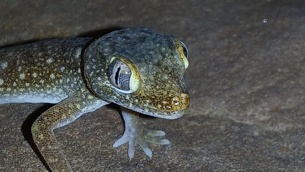 Elegant Short-fingered Gecko in April 2024 by Paulo Alves · iNaturalist