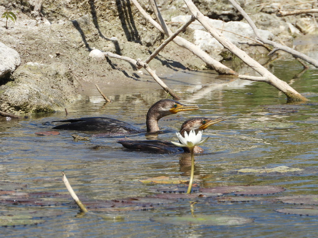 Neotropic cormorant from acuaparque calle 6a y 27a san antonio kaua