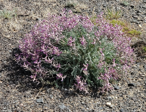 Woolly Locoweed