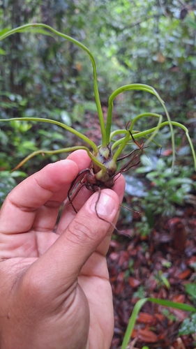 Bulbous Airplant