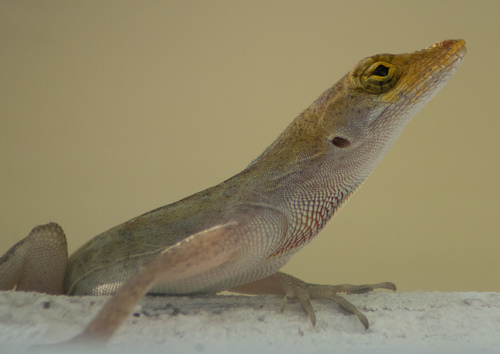 Yucatán Silky Anole