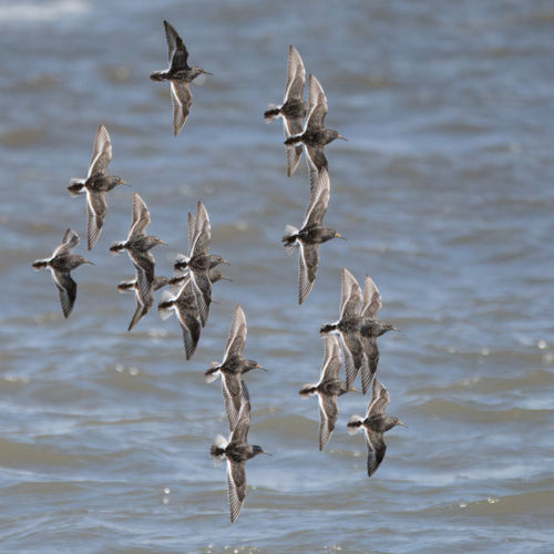 Purple Sandpiper