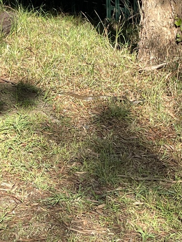 Tiger Snake sighting