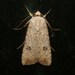 Green Cutworm Moths and Allies - Photo (c) hsvgardengirl, all rights reserved, uploaded by hsvgardengirl
