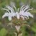 Eastern Beebalm - Photo (c) Raney Yelenich, all rights reserved, uploaded by Raney Yelenich