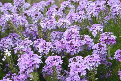 rose vervain