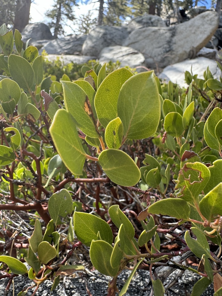 greenleaf manzanita from Mount San Jacinto State Park And Wilderness ...