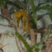 Observation photo