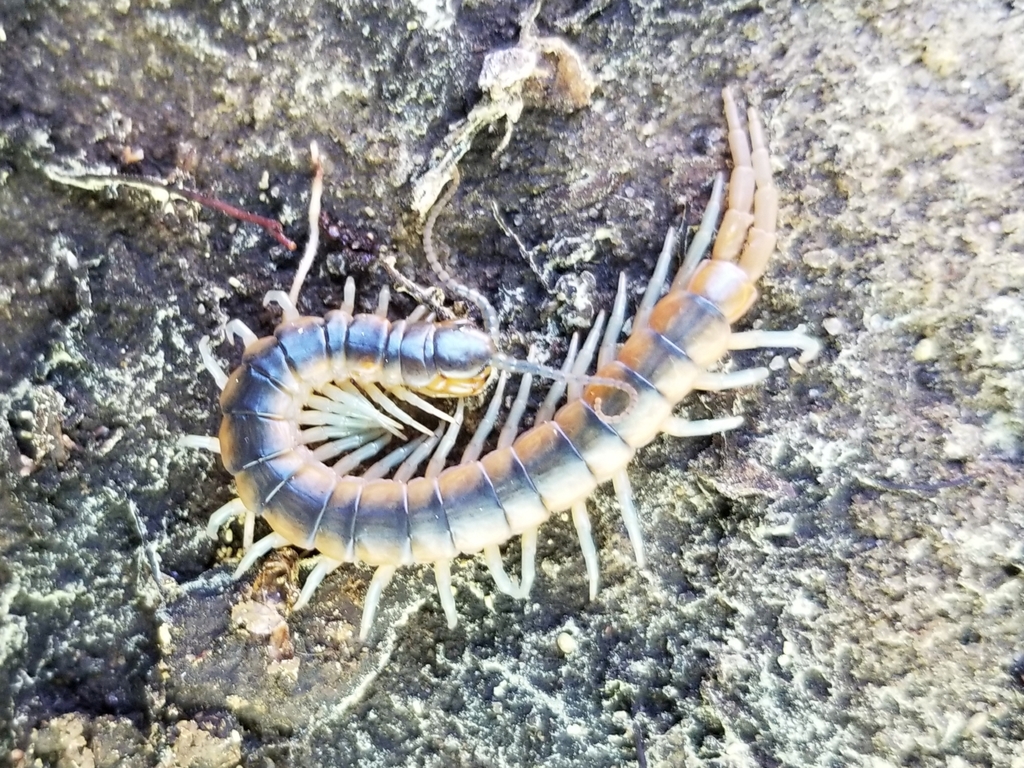 Florida Blue Centipede from 1024 N Fort Bragg Rd, Southern Pines, NC ...