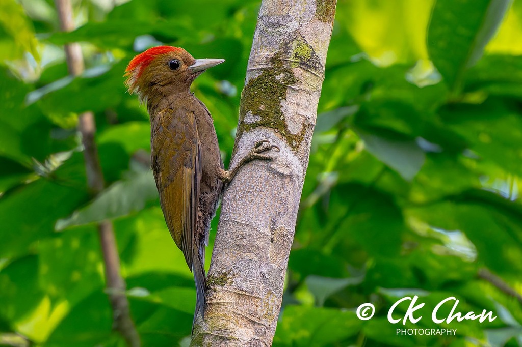 Bamboo Woodpecker (Gecinulus viridis) photo