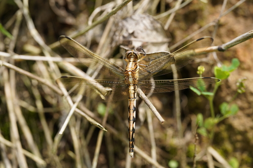 White-tailed Skimmer