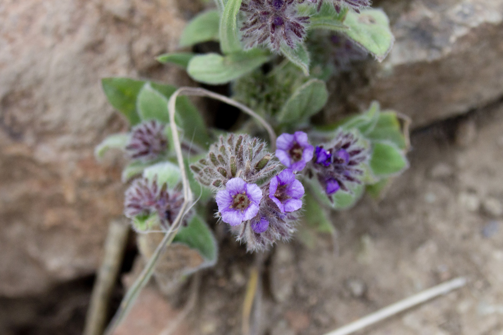 Phacelia