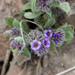Phacelia brachyantha - Photo (c) Peter Peterson, όλα τα δικαιώματα διατηρούνται, uploaded by Peter Peterson