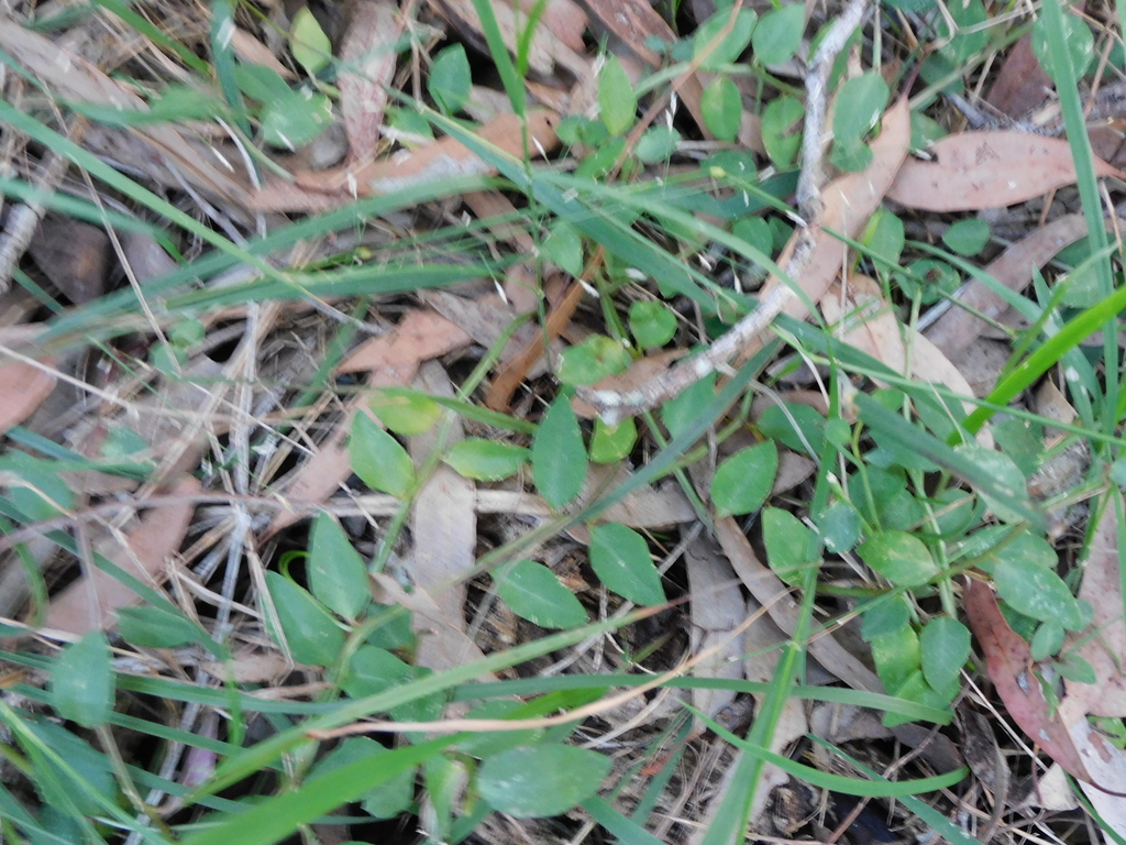 White Root from Berkshire Park NSW 2765, Australia on April 21, 2024 at ...