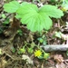 Lobed Barren Strawberry - Photo (c) d-finch, all rights reserved