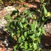Pavonia paludicola - Photo (c) Mary Zigler, todos los derechos reservados, subido por Mary Zigler