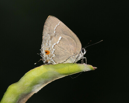 Syedra