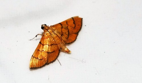 Orphanostigma abruptalis