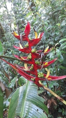 Heliconia lankesteri image