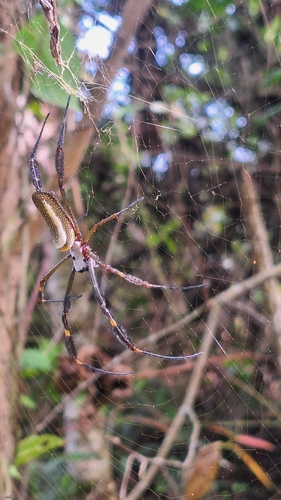 Golden Silk Spider