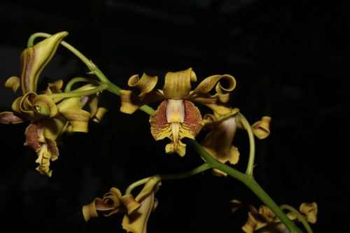 Dendrobium conanthum