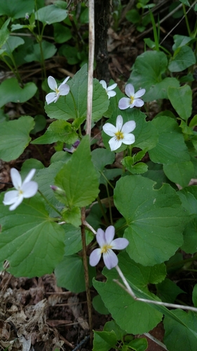 Viola canadensis var. rugulosa