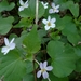 Viola canadensis rugulosa - Photo (c) Julie Arington, כל הזכויות שמורות, הועלה על ידי Julie Arington