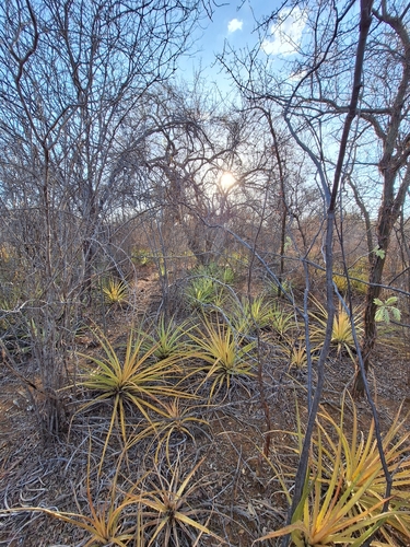 Bromelia laciniosa