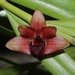 Dendrobium agrostophylloides - Photo (c) Dwi Suratman, todos os direitos reservados, uploaded by Dwi Suratman