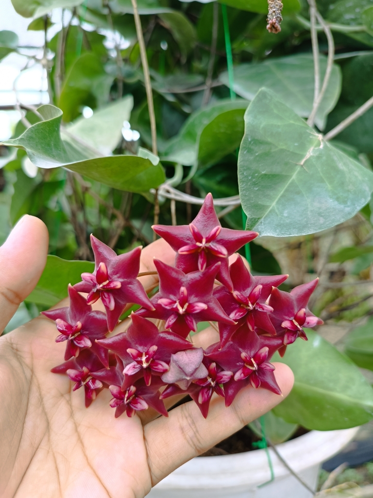 Wax plant