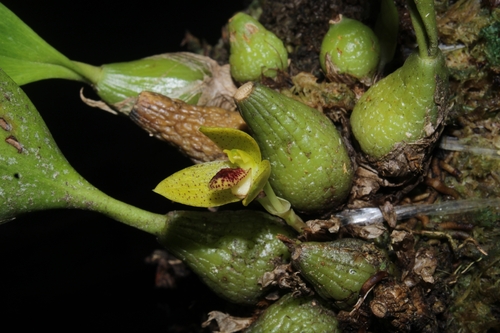 Bulbophyllum variculosum