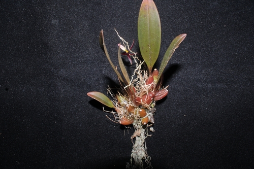 Bulbophyllum chrysoglossum