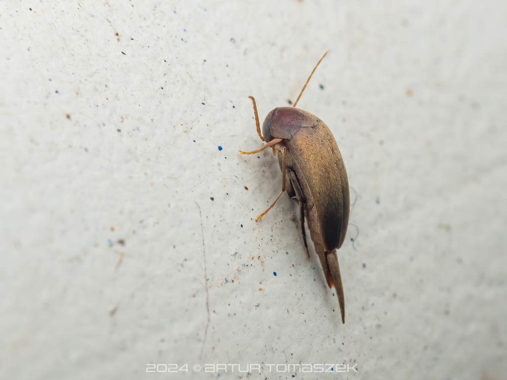 Mordellinae in April 2024 by Artur Tomaszek · iNaturalist