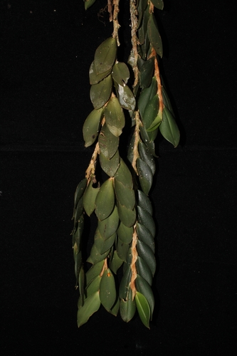 Bulbophyllum atroviride